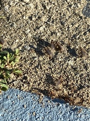 Tetramorium immigrans