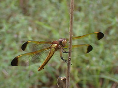 Libellula flavida