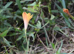 Zephyranthes tubispatha