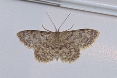 Idaea cervantaria