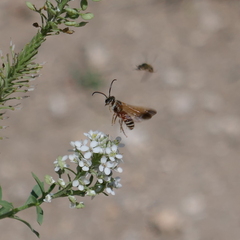 Epinomia