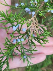 Juniperus virginiana