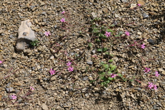 Silene pseudoatocion