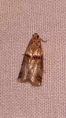Acrobasis tumidana