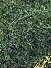 Tetramorium immigrans