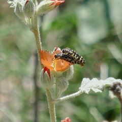 Acmaeodera solitaria