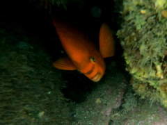 Hypsypops rubicundus