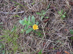 Zephyranthes tubispatha