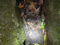 Diploderma polygonatum xanthostomum