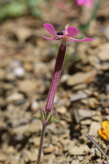Silene pseudoatocion