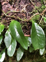 Lemmaphyllum rostratum