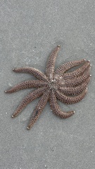 Coscinasterias muricata