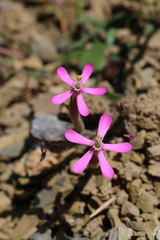 Silene pseudoatocion