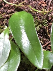 Lemmaphyllum rostratum