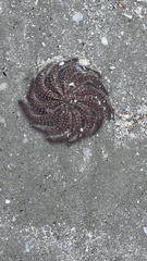 Coscinasterias muricata