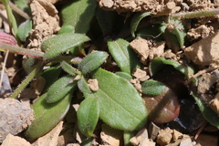 Silene pseudoatocion