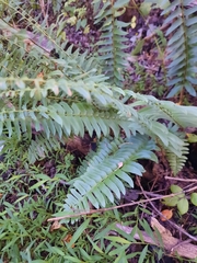 Polystichum acrostichoides