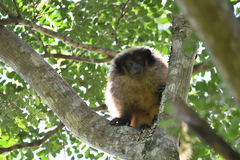 Callicebus nigrifrons