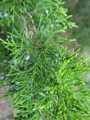 Juniperus virginiana