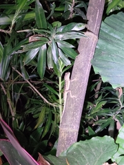 Diploderma swinhonis