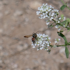 Epinomia
