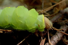 Antheraea polyphemus