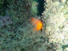 Hypsypops rubicundus