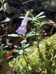 Lysionotus pauciflorus