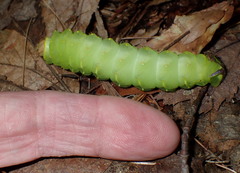 Antheraea polyphemus