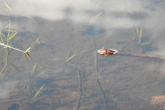 Actinopterygii