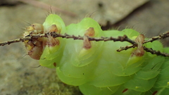 Antheraea polyphemus