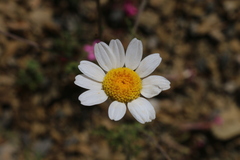 Anthemis pedunculata image