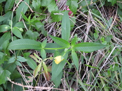 Ludwigia octovalvis