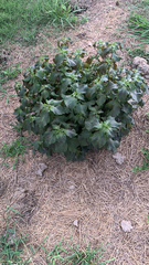 Acalypha ostryifolia