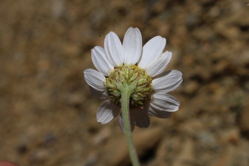 Anthemis image