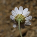 Anthemis pedunculata atlantica - Photo (c) Errol Véla,  זכויות יוצרים חלקיות (CC BY-NC), הועלה על ידי Errol Véla