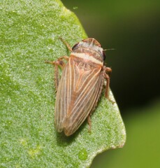 Aphrodes