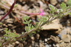 Anthemis pedunculata subsp. atlantica image
