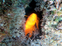 Hypsypops rubicundus