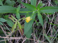 Ludwigia octovalvis