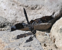 Pseudoleon superbus
