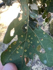 Neuroterus saltatorius