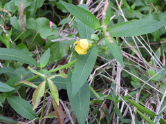 Ludwigia octovalvis