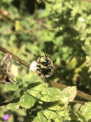 Anthidium manicatum