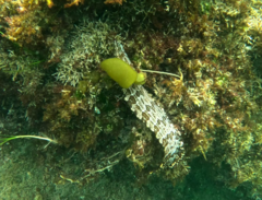 Heterostichus rostratus