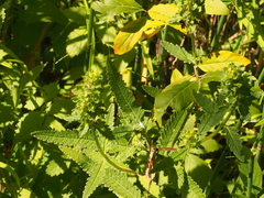 Pedicularis lanceolata