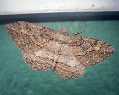 Neoalcis californiaria