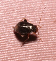 Halticus luteicollis