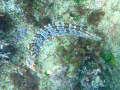 Heterostichus rostratus