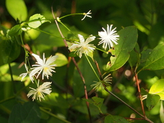 Clematis virginiana